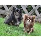 Liebevolle CHIHUAHUAS sind abzugeben, Chihuahua kurzhaariger Schlag - Hündin