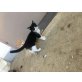Liebevolle babykaterchen - Kater