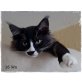 Liebhabertiere, Maine Coon - Katze