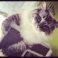 Liebling, Ragdoll - Kater