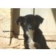 Liesel, hübsche liebe verspielte Mix - Hündin