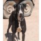 Ligero, Galgo Español - Rüde