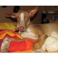 Ligero in Deutschland ist ein ganz ...., Podenco Mix Welpen - Rüde