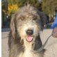 Lila, Griffon Mix - Hündin