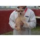 Lila Lola, Affenpinscher-Chihu-Yorkie-Mix, Welpen - Hündin
