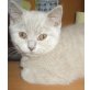 Lilac, Britisch Kurzhaarkatze - Katze