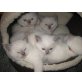 Lilac-Point, Britisch Kurzhaarkatze - Kater