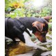 Lili - Jack-Russel-Hündin, Jack-Russell-Terrier - Hündin