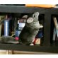 Lili, Langschwanzchinchilla - weiblich