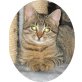 Lili, Luki. Lucy, Drei Tigerbabys suchen ein Zuhause - Kater