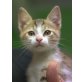 Lili, verschmustes Mäuschen sucht Zuhause - Katze