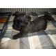 Lilifee u. Lisbeth, Cairn-Terrier Welpen - Hündin
