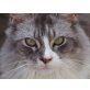 Lilio, Maine Coon - Katze
