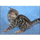 Lilith, Bengalkatze - Katze