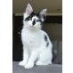 Lilith, Maine Coon - Katze