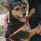 Lilla, Terrier-Mischling - Hündin