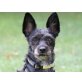 Lilla, Yorki-Mix - Hündin