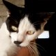 Lilla, schwarz/weiße - Katze