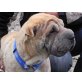 Lilli 4, Shar-Pei - Hündin