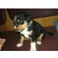 Lilli, Appenzeller Sennenhund Welpen - Hündin