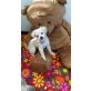 Lilli, Chihua Mix Welpen - Hündin