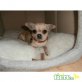 Lilli, Chihuahua kurzhaariger Schlag - Hündin
