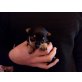 Lilli, Chihuahua kurzhaariger Schlag Welpen - Hündin