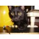 Lilli, Europäische Kurzhaarkatze - Katze