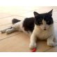 Lilli & Fee, Norwegische Waldkatzen Mixe - Katze