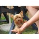 Lilli Fee, Yorkshire Terrier - Hündin