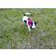 Lilli, Jack-Russell-Terrier Welpen - Hündin