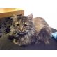 Lilli, Mischling (Wohnungskatze) - Katze