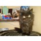 Lilli, Perser mit Nase - Katze