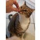 Lilli, Pflegestelle in Plankstadt - Katze