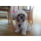 Lilli, Shih Tzu - Hündin