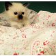 Lilli ,Tinkerbell und Kenai, Heilige Birma - Katze