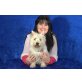 Lilli, West Highland White Terrier - Hündin