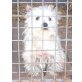 Lilli, West Highland White Terrier - Hündin