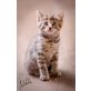 Lilli, dreifarbige Hauskatze - Katze