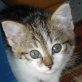 Lilli, süße - Katze