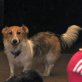 LilliFee, Sheltie-Mix - Hündin