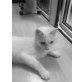 Lillie, Lillie weiße Lady - Katze
