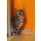 Lillifee, Britisch Kurzhaarkatze - Katze