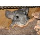 Lillifee, Langschwanzchinchilla - weiblich
