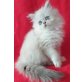 Lillith , Perser - Katze