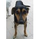 Lillo, Pinscher-Mix - Rüde
