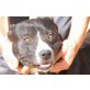 Lillo,, verschmuster Familienhund - Rüde