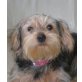 Lilly 7, Yorkie-Mischlingshündin - Hündin