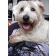Lilly 9, West Highland White Terrier Hündin - Hündin