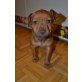 Lilly, Amerikanischer Pit-Bullterrier - Hündin